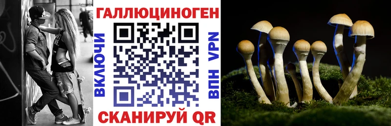 blacksprut ССЫЛКА  Петровск  Галлюциногенные грибы Psilocybine cubensis 